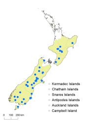 Cotoneaster simonsii distribution map based on databased records at CHR. 
 Image: K. Boardman © Landcare Research 2017 CC BY 3.0 NZ